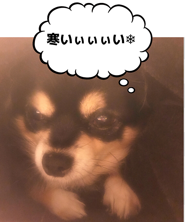 今日は凄く外が寒かったです:( ;´꒳`;):
ここもちょっと震えていました💦
体調管理にしっかりと気をつけていきたいと思います⸜‪‪‪‪‪︎❤︎‪︎⸝‬‪‪