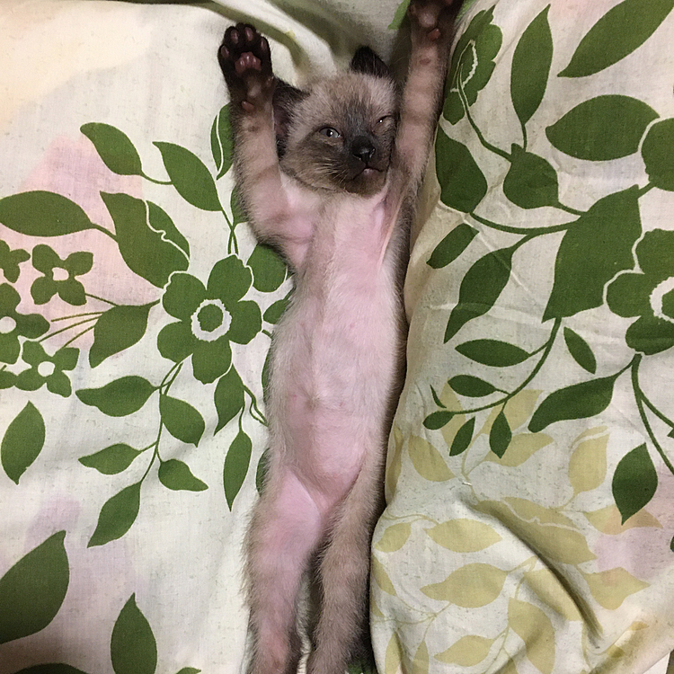 子猫のへそ天は 可愛い😍
うちの子は 捕らえられた宇宙人👽だった件