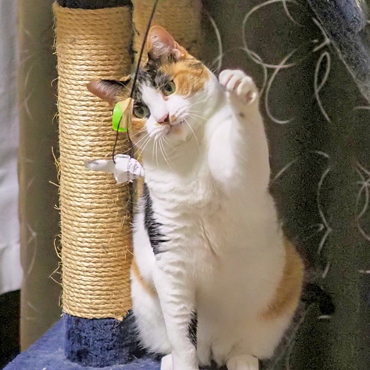 世界王者のパンチにゃ。