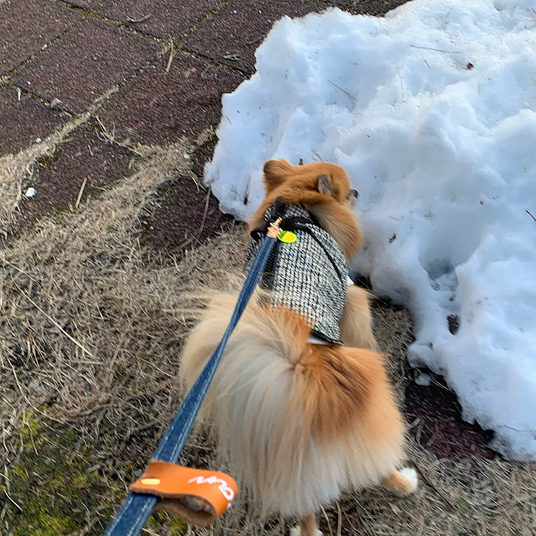 年末の雪がまだ残ってました😅
食べないで💦