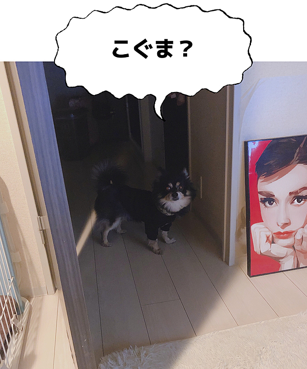 
小熊さんやらタヌキさんやら
犬なのにねぇ🤣

名前はとらだけど🐯笑

