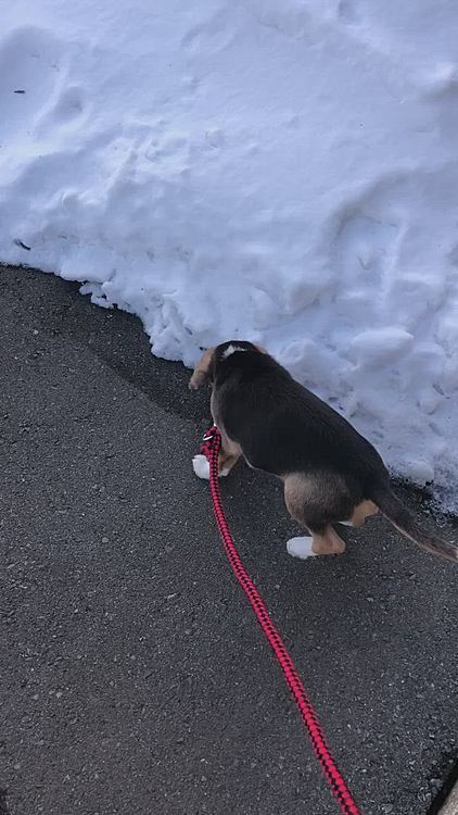 マックスも雪が大好き⛄️💕🐶🧢
後ろ姿がココとそっくり😊💞
(家の前で)