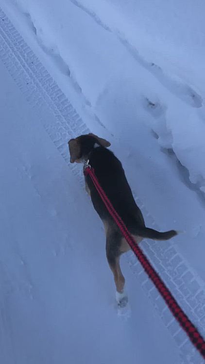 この後雪の中にダイブしたけど、動画撮れなかった〜💦