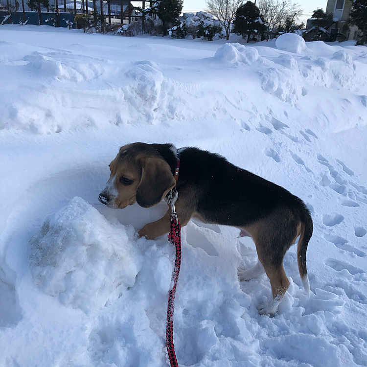 金曜日、初めてのトリミング😊🐶🧢🧴🛁