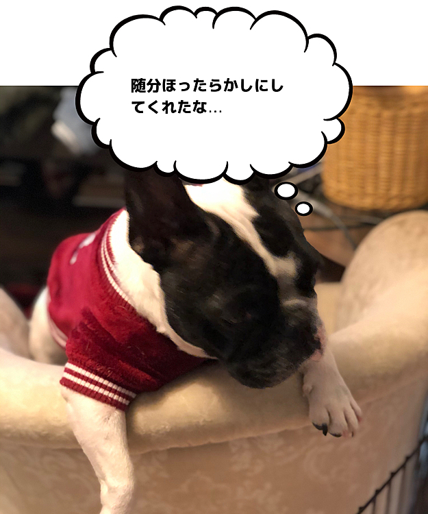 昼間も夜も留守番だったまろはやさぐれてます🤣