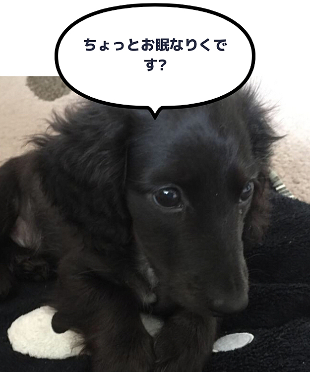 少し大きくなったりくです🐶
モノクロブーのクッションの上で❣️
懐かしいでしょ😆