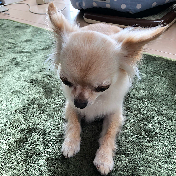 オヤツをじーっと見つめて待ってました🤣🤣