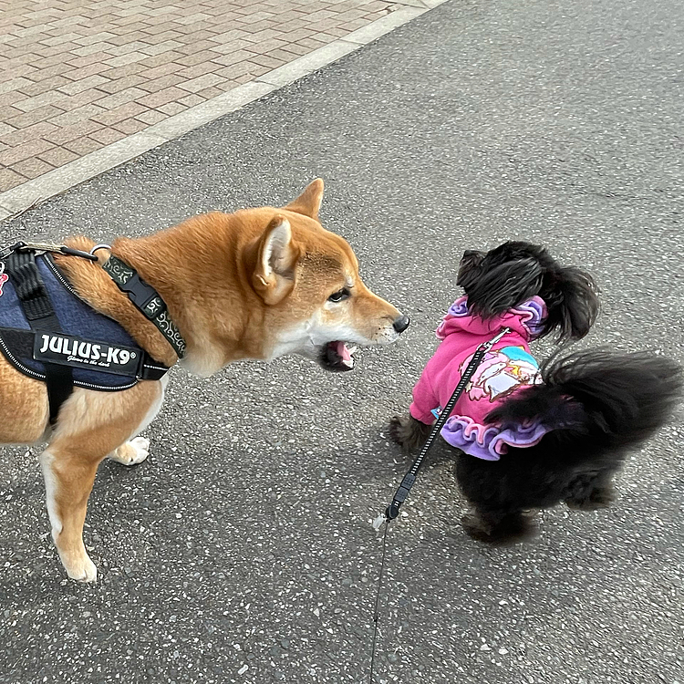 仲良し柴さん…この後ハピさんは食べられてました😅ハピさん逃げる癖に挨拶したいし、ほんとは遊びたい…謎の遊びに誘うけど…頑張れ👍