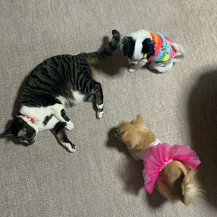 犬猫のお陰で、毎日が賑やかです😂😂