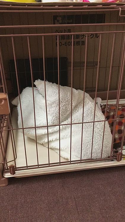 また袋の中に入ってモゾモゾしてた😂
寝袋、やっぱりココが教えてるね❣️🐶💞