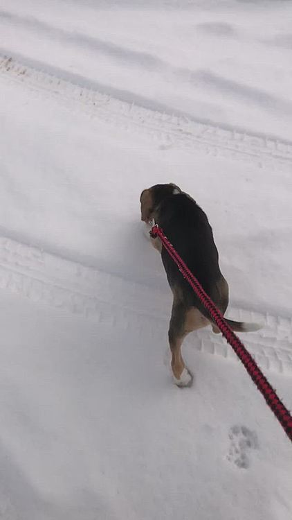 午後お散歩行ったけど、何も持たずに出てしまい途中で💩されたから、雪だるま⛄️にして持って帰りました😅💦