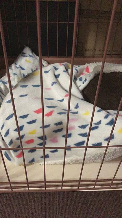 そして寝た…🐶🧢💤💤