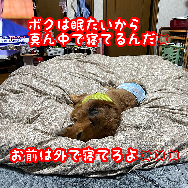 ウチのお犬様はおネムの様です…(￣▽￣;)
ご主人様はどこで寝たらいいんだ😭😭😭(苦笑)