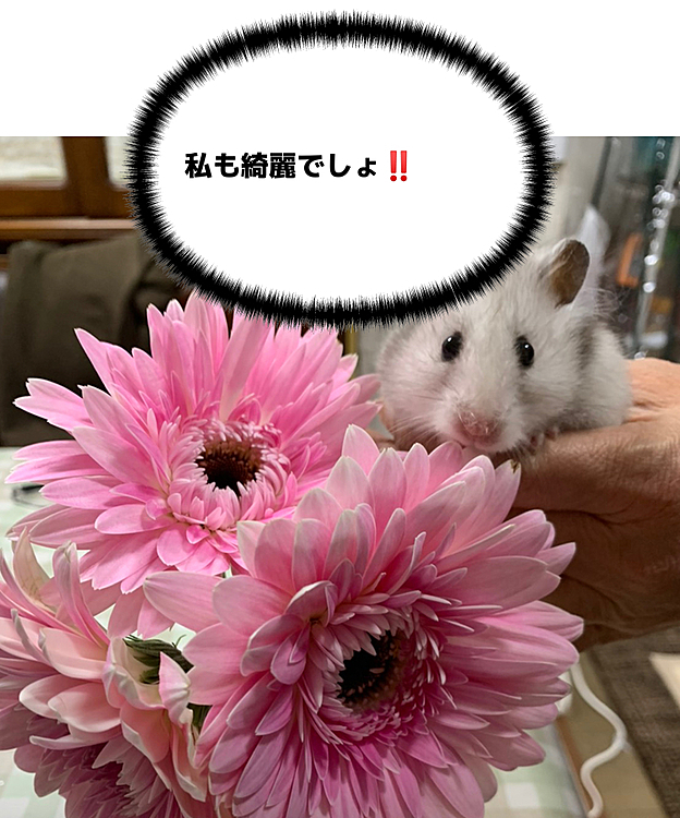ガーベラとごまちゃん💕
