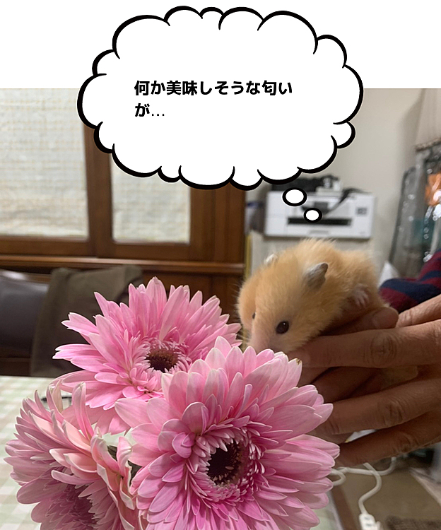 ガーベラときな子ちゃん💕