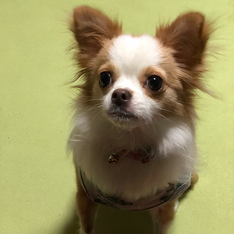 小春、お腹の調子が治って通常💩になりました🎵🐶
チワワやから❓寒さというか寒暖差に激弱い💦
廊下は寒いから、ドア開けても部屋から出てこないし🤣