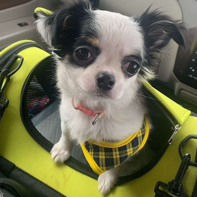 昨日はメル🐶の病院に行ってきました。

首を触ったり、リードを付けようとすると、
キャンキャン鳴いて痛がるので、
首のヘルニアを疑い、
念の為病院に行った結果、異常無しでした✨

良かった〜😀😀

ただ、この子は相当なビビりなだけで、
リードが嫌いで泣くらしいです😅

付けると、尋常ではないくらい泣くから、
これからも無理そうだな💦

ヒメ姉ちゃんはリード付けても歩けるけど、
メルは抱っこ＆バギーを使って外出しようね👍

あと、ハーネス取れてる😅

