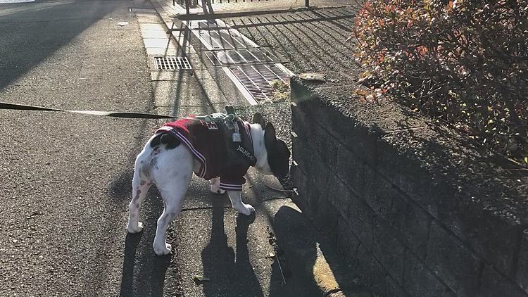 クン活散歩に余念がありませんが、こちらに歩いてくる人を察知して警戒してます😅