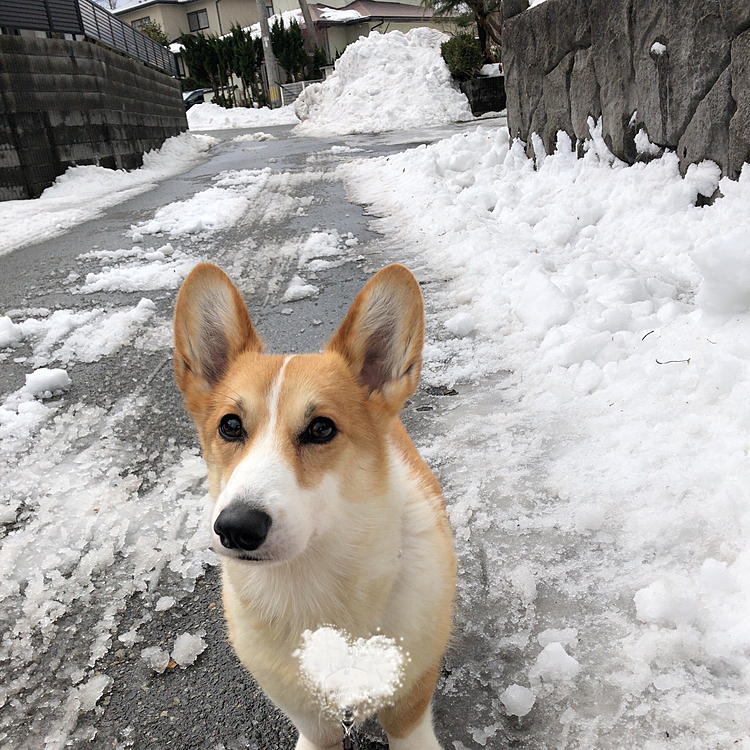 こんにちは😊
この前のドカ雪で、大変だったまある地方💦
あちこち渋滞だったけど💦
あれから、日夜除雪作業してくれてる除雪業者さんには感謝です。真夜中もやってくれてました。でも、雪の山の回収がまだで、所々に雪の山ができてます。
