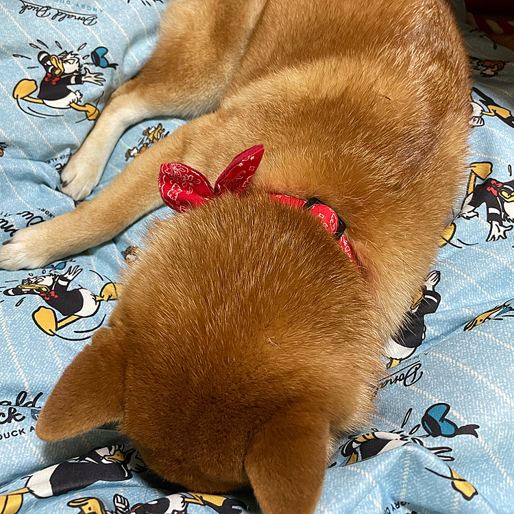 お散歩から帰ってきた瞬間にこの体勢笑笑
もう何しても可愛い😶💖