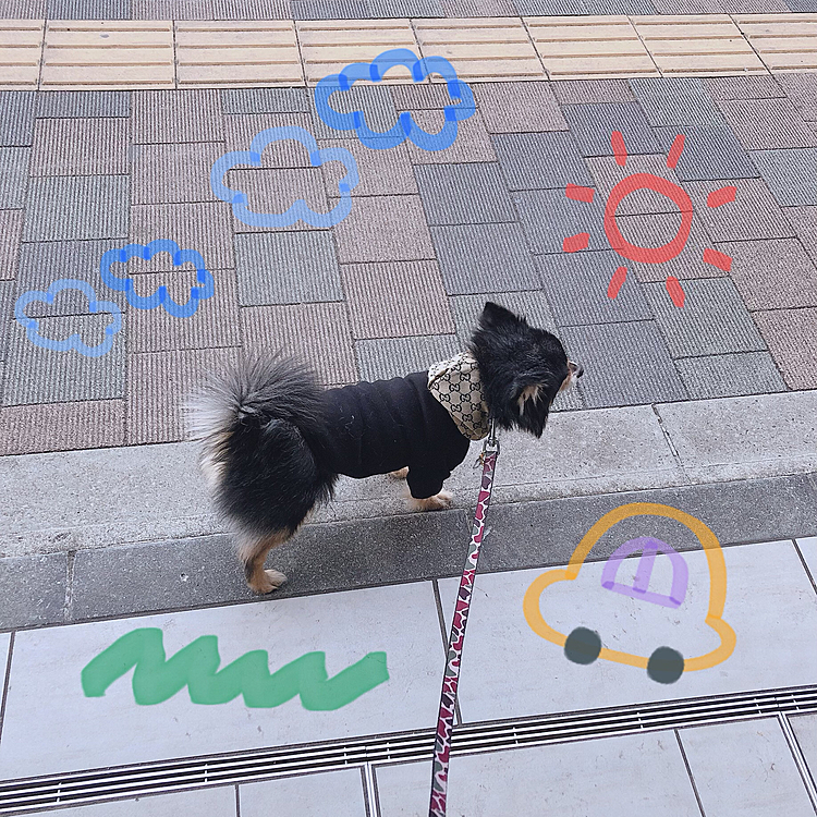 今日は久しぶりにロングロング散歩🐾✨

1時間以上行ってきました😊
ちょっと遠い、森林公園へ🌳

お友達にたくさん会えて
ワンワン吠えられたり、おでこコッツンコしてきたり、、、🤣💦笑

同じ顔した男の子にも出会って
思わず「ワン！」と言ってしまったとらくん、、🤣💦笑


楽しそうにやってました🐯🌟

