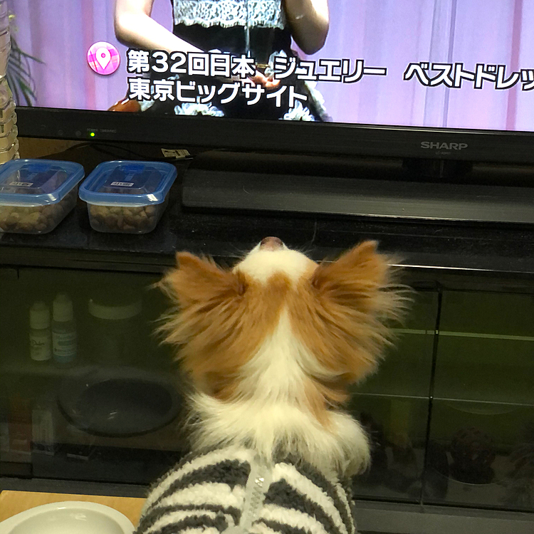 小春は、TVでジュエリー・ベストドレッサー賞を見てました🎵🐶
ジュエリーに興味あるん❓🤣