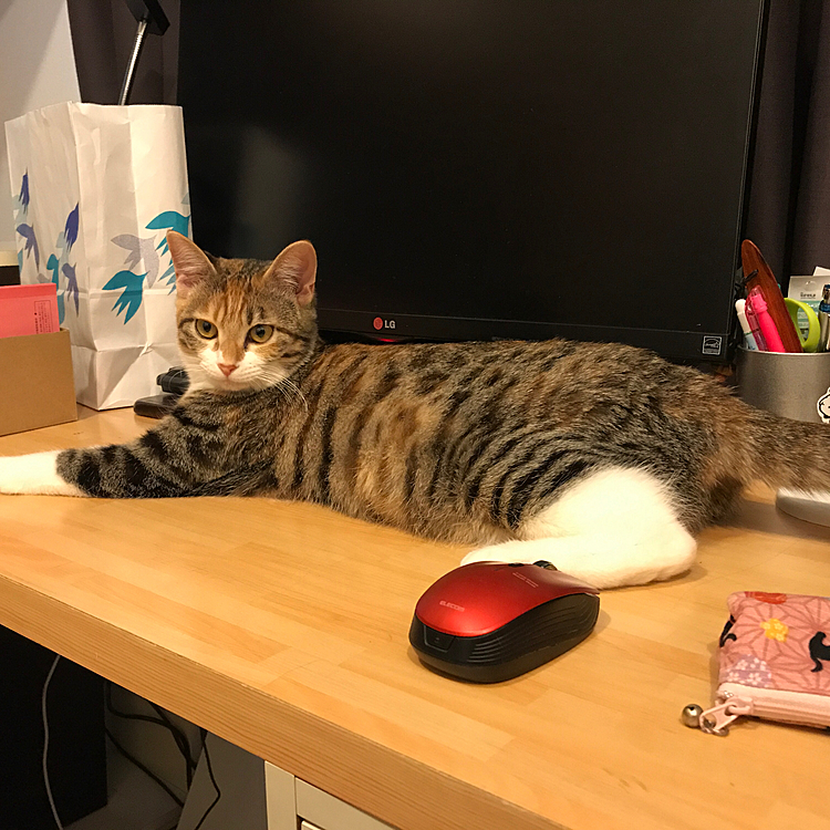 パソコンの前を占領する猫🐱
