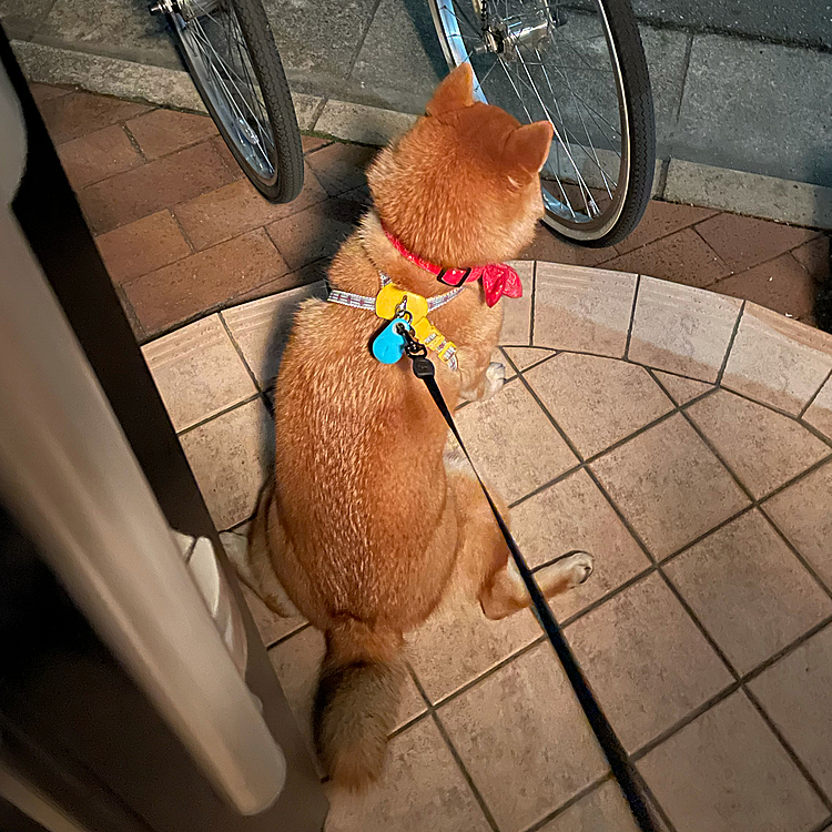 番犬まるさん🐶🚓
お外を見張ってるみたいです🤧
