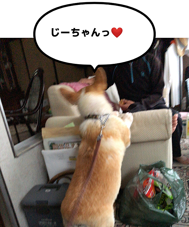 夕方のお散歩しながら、実家へ😊
じーちゃん？何美味しそうなもの食べてるの？
ボクたんにも。。くらはいな😊
