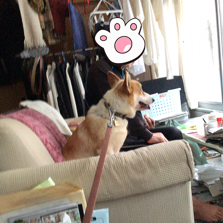 じーちゃんに寄り添うまある😊
ワンコって元気なさそうな時に寄り添ってくれるよね😊
今は、じーちゃんに寄り添う時だとわかってるみたいです😊
優しいな❤️まある😊