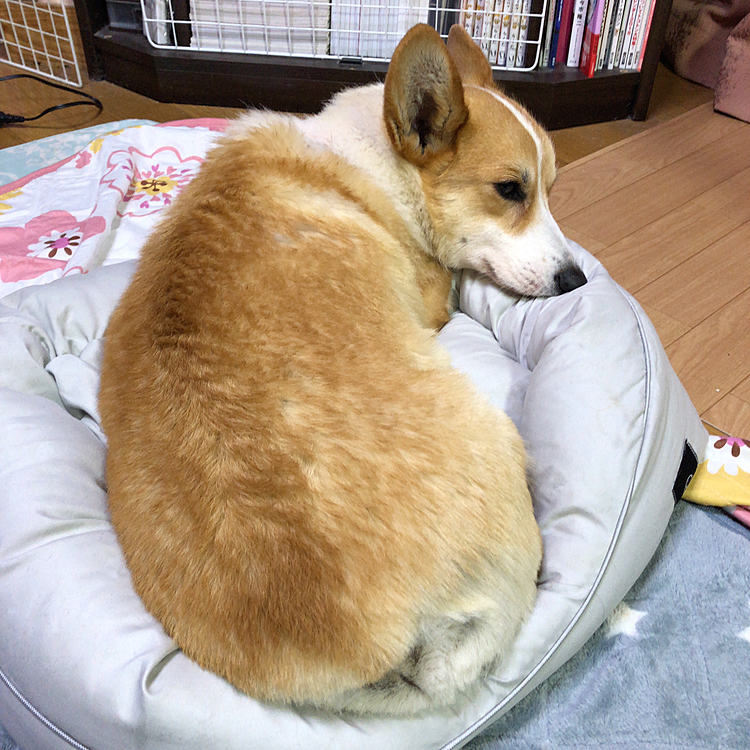 久しぶりに、あの小さいベッドに寝てました🤣
こうやって見ると小さく見えない。。かもね🤣🤣🤣🤣笑笑