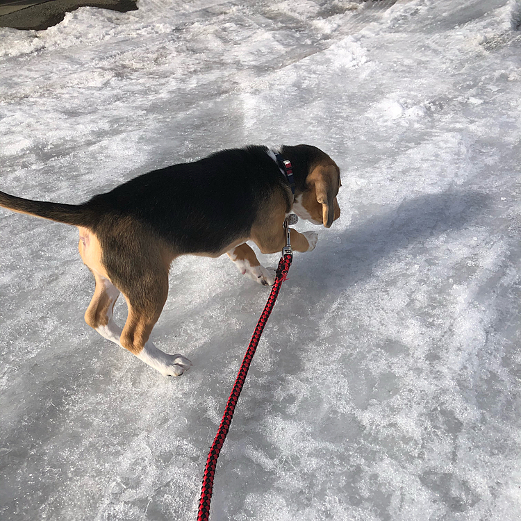 ☀️で溶けて、凍ってツルツル⛸🥌になったから気を抜くと転びそう💦
マックスも滑りながら歩いてたねぇ🐶🧢