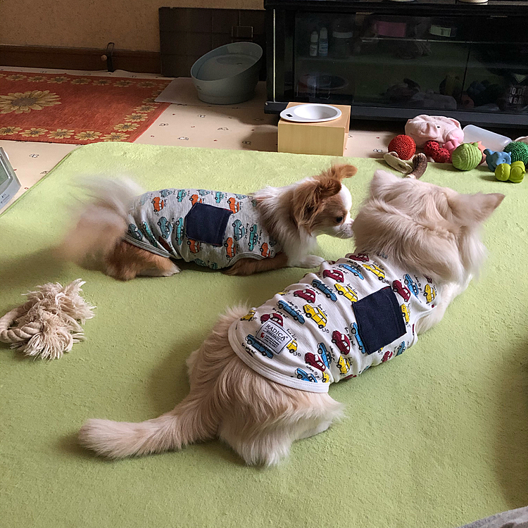 おはようございます🌥
これは昨日です☝️
ばぁばがロープのオモチャを買ってくれたので小雪が先に遊んでました🎵🐶
小春は貸してほしくて順番待ち🐶
