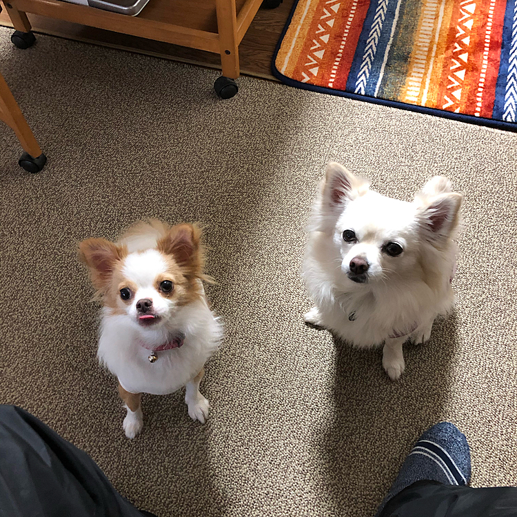 今朝🌥
オヤツ貰うのにお座り🐶🐶