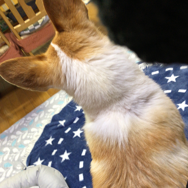 こんにちは😊
昨日の夕方、雷鳴り始めたら💦
私の膝に乗って避難💦
まある、重いよ。。笑笑