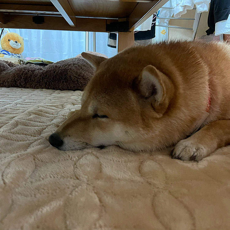 頭隠して尻隠さず🍑
寝顔可愛い😶💖