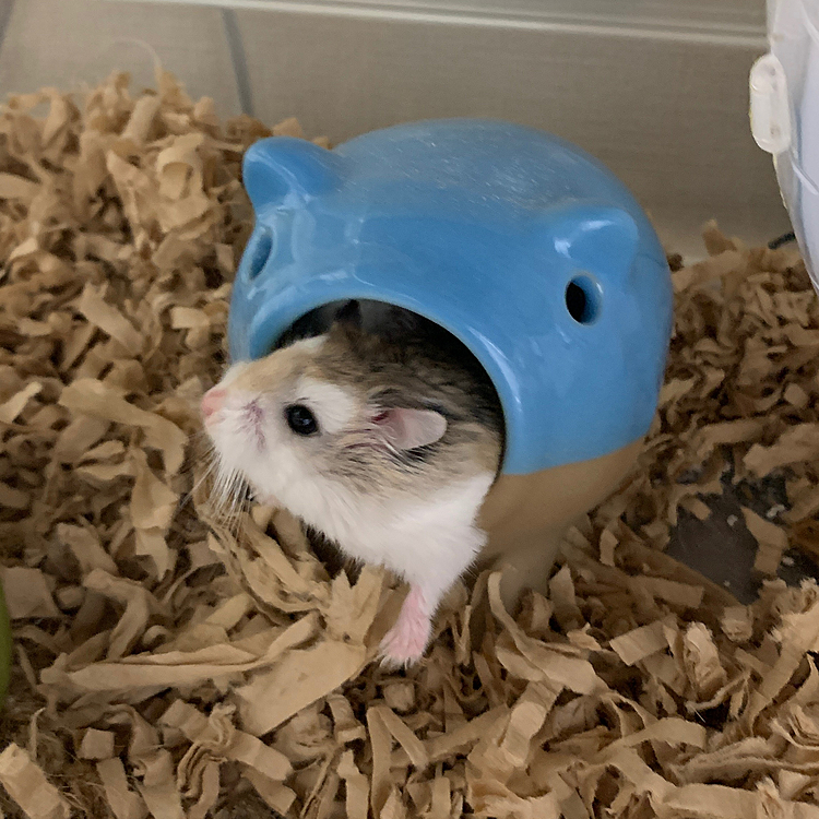 ちっちゃおてて