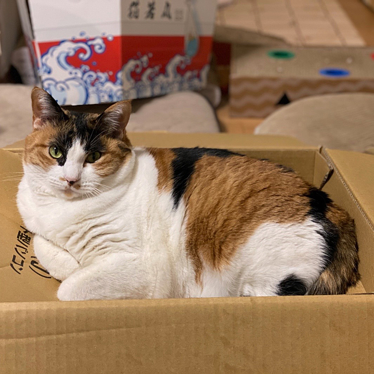 段ボール大好き