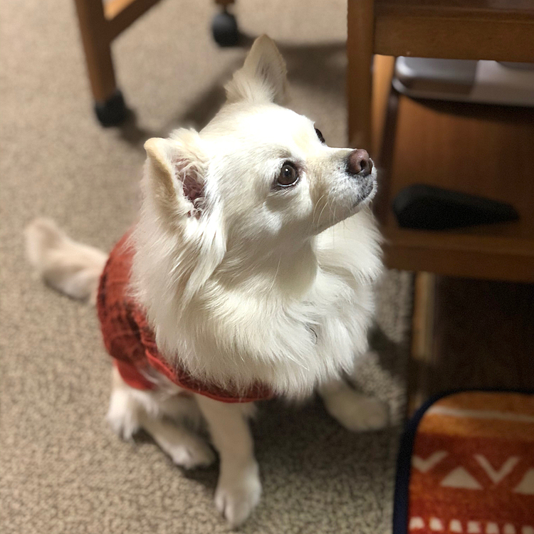 おはようございます😄
小雪は今朝もお散歩後にじぃじのパン🥐狙ってます🎵🐶
座布団の代わりにマット敷いてもらったね👍🤣