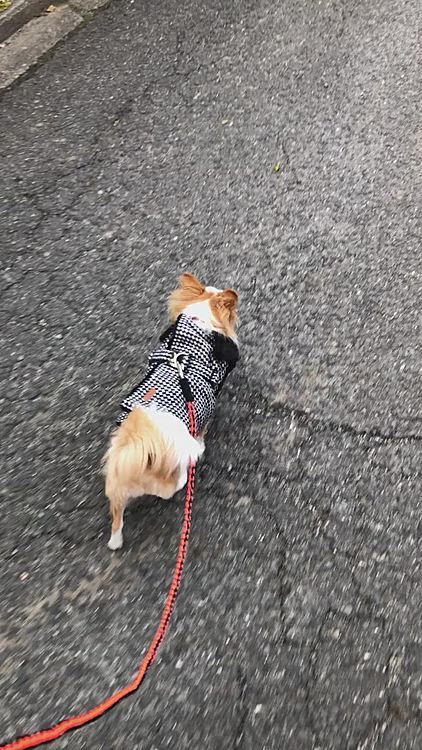 昨日の小春
軽くお散歩に行きました🎵🐶
なかなか真っ直ぐ歩かないけど、慣れてないから仕方ないね🤣