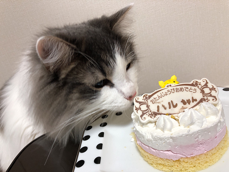 初めてのケーキです！！
お誕生日おめでとおぉぉぉぉ*.(๓´͈ ˘ `͈๓).*