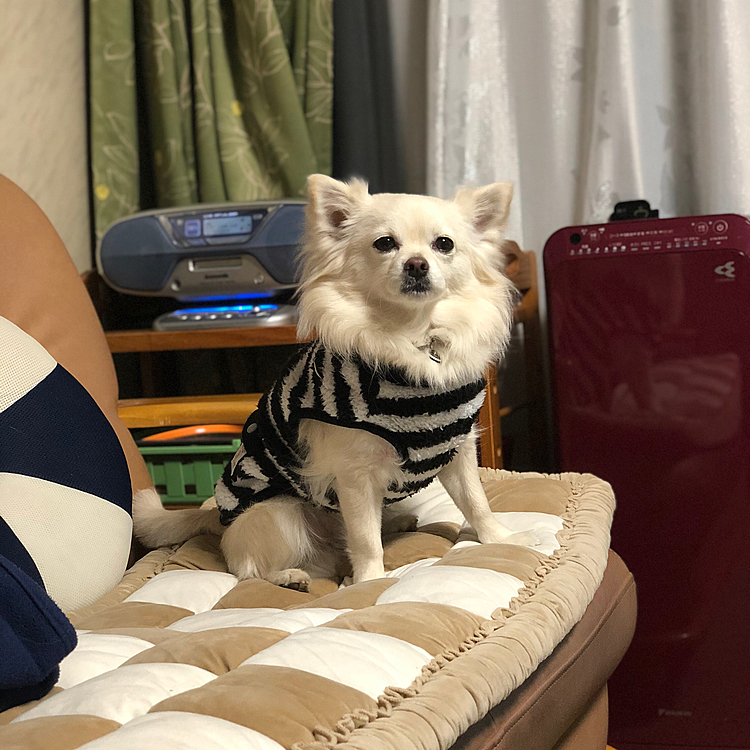 おはようございます😄
小雪はお散歩後にソファーでいつもの
モーニング待ち🎵🐶
じぃじのパン🥐を奪うつもりやね🤣