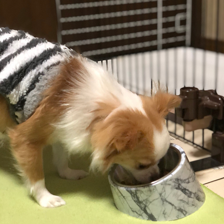 小春は朝ごはん🎵🐶
カリッポリッいい音で食べてます✨
しっかり食べて立派なチワワになるんやで〜🤣