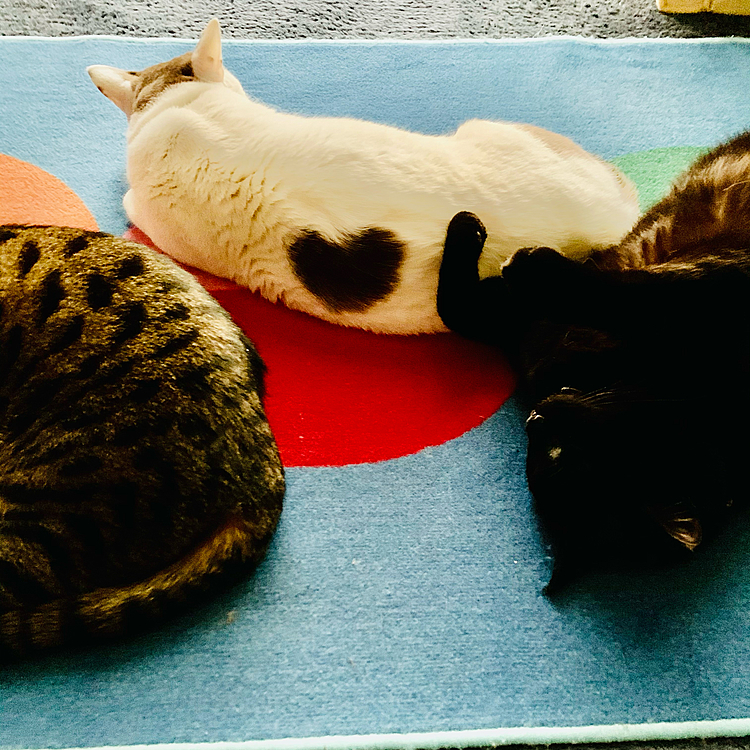 ハートだ〜💖(=^ェ^=)