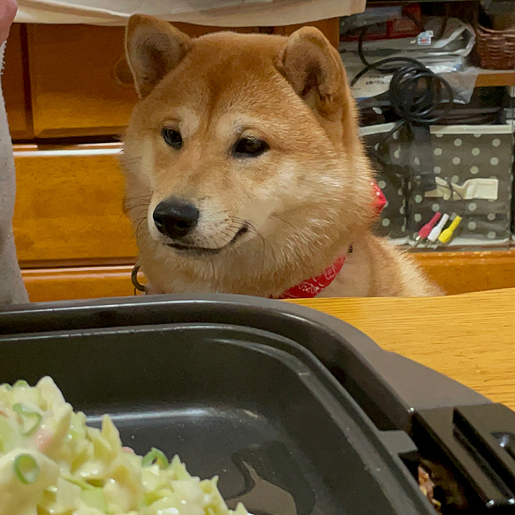 🐶 ｢私もお好み焼き食べたいなぁ💭｣
🐶 ｢お座りしたら貰えるかな。｣
👩🏻 ｢まるちゃんはお好み焼き食べれません❌｣
🐶 ｢お座りしてるから食べるもん😖｣