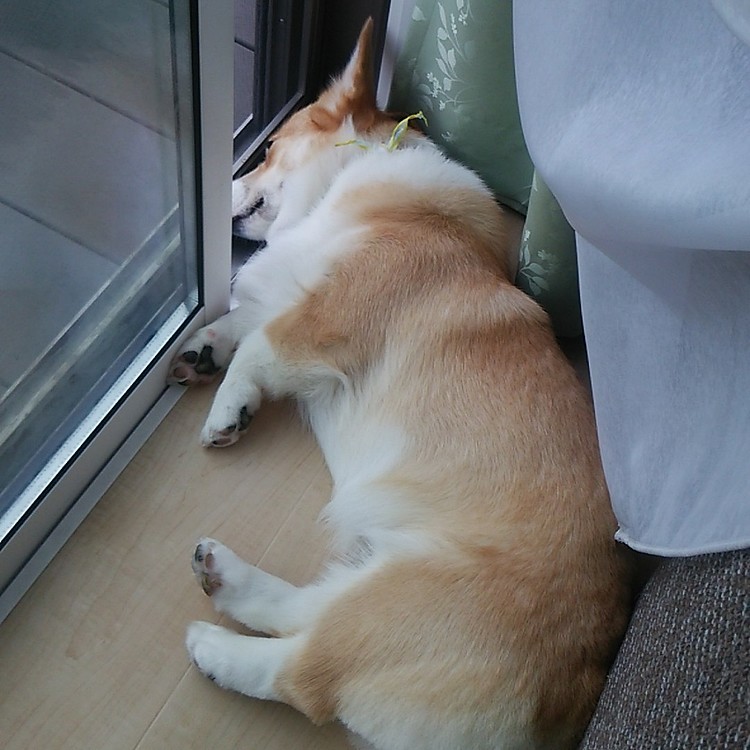 窓の隙間で寝るのが大好きです