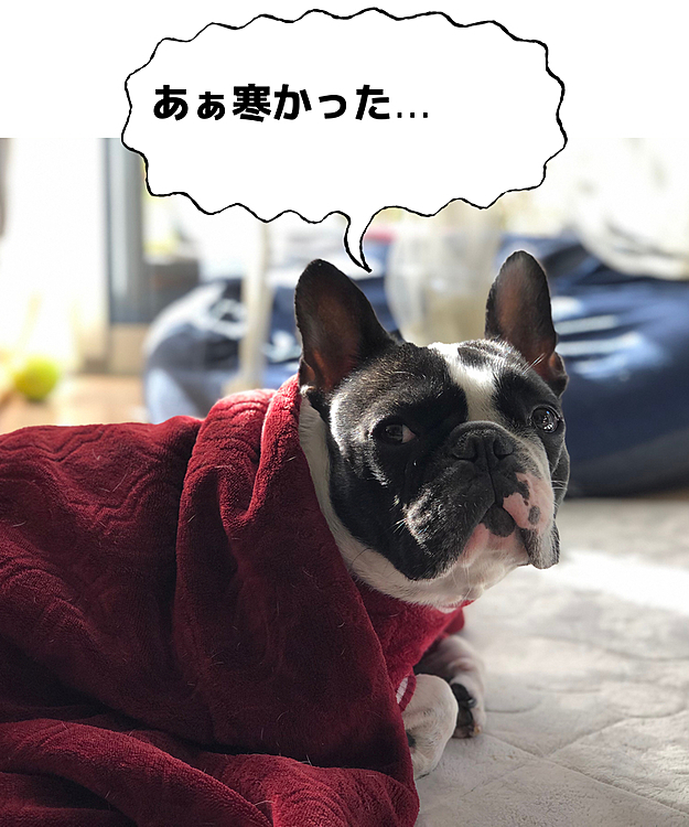 帰ったらヌクヌク。天気が良いので日向ぼっこ日和です😁