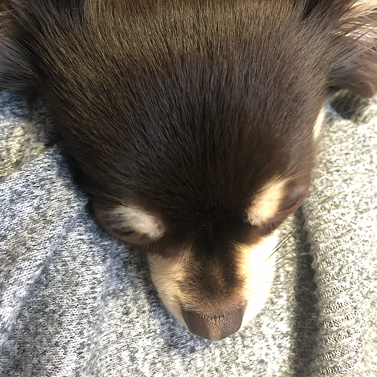 休みの日は離れてくれない…。
一匹飼いの方のワンちゃんは、皆こんな感じですか…⁇