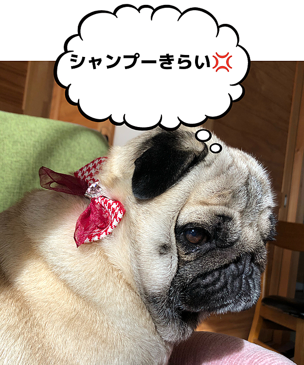 トリマーさんシャンプーから帰った『ししまる』🐶
2時間預けられたのがご不満です😡