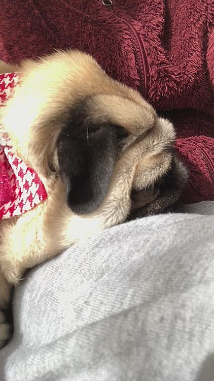 そのまま、とうちゃんの膝で爆睡💤3連発‥🤣